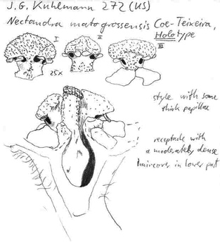 Vorschaubild Nectandra matogrossensis Coe-Teix.